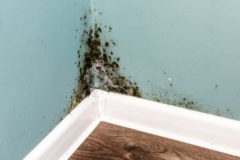 Mold Remediation in Riverside, Maryland by EcoClean Restoration LLC